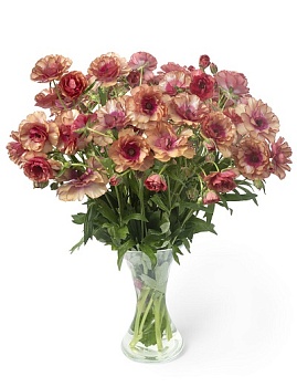 Лютик гибридный Батерфляй Муза /К 839679