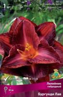 Лилейник гибридный Бургунди Лав (I) 1 шт