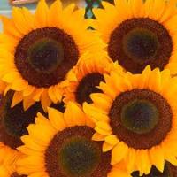 Подсолнечник декоративный Мэджик F1 5шт