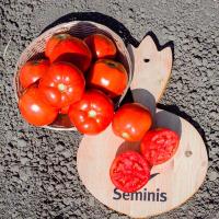 Томат Таня F1 1000 шт Томат Таня F1 1000 шт