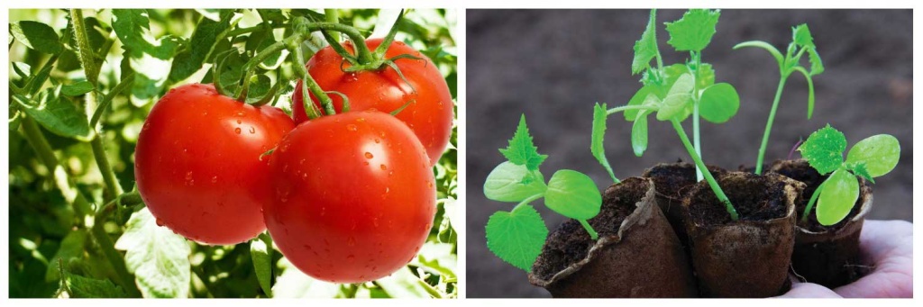 томаты-и-огурцы.jpg томаты-и-огурцы.jpg