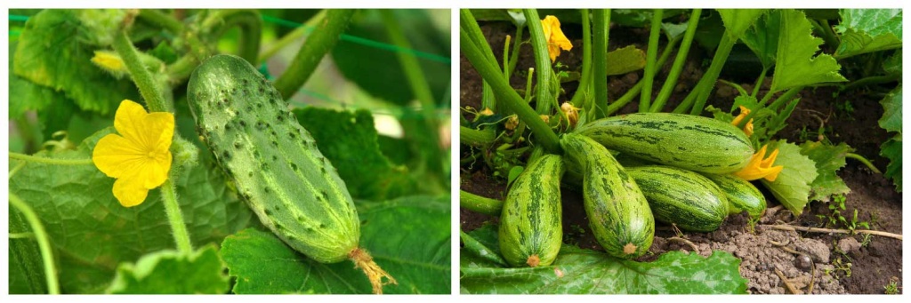 кабачки-и-огурец.jpg кабачки-и-огурец.jpg