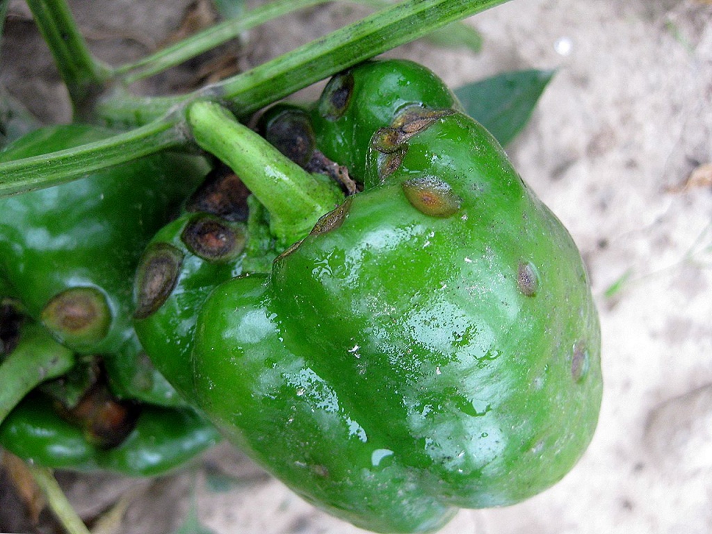 огуречная мозаика перца2 огуречная мозаика перца2