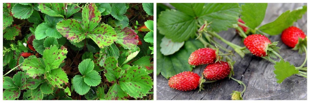 пятнистость-листьев.jpg пятнистость-листьев.jpg