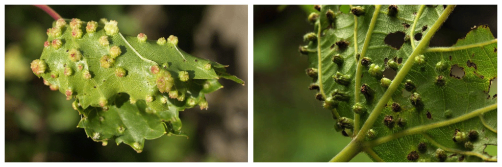 филоксера3.png филоксера3.png