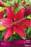 Лилия ЛА-Гибрид Евфрат (14-16) 2 шт 675507