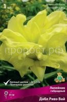 Лилейник гибридный Дабл Ривэ Вай