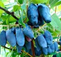 жимолость бакчарская