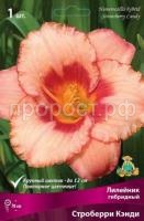 Лилейник гибридный Строберри Кэнди