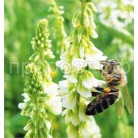 Донник белый двухлетний Донник белый двухлетний