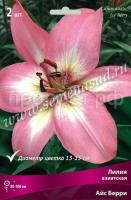 Лилия Азиатская Айс Берри (14-16) 2шт 736059