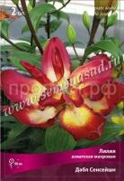 Лилия Азиатская махровая Дабл Сенсейшн (14-16) 2 шт 675454