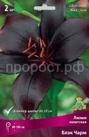 Лилия азиатская Блэк Чарм