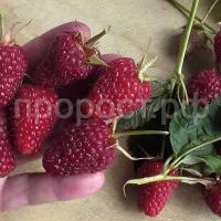 малина самохвал