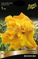 Лилейник гибридный Динамик Дуо