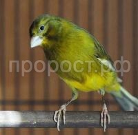 Птица Кенар стандарт девочка Птица Кенар стандарт девочка
