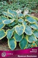 Хоста Зибольда Фрэнсиз Вилльямс Хоста Зибольда Фрэнсиз Вилльямс