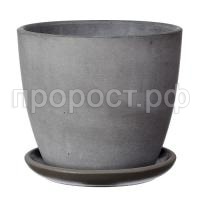 Грэй серый бутон