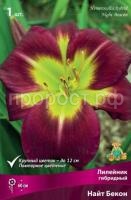 Лилейник гибридный Найт Бекон