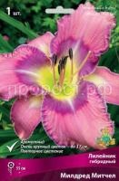 Лилейник гибридный Милдред Митчел