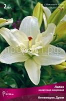 Лилия азиатская махровая Аннемарис Дрим