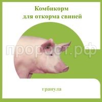 З57781 З57781
