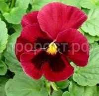 Без названия (2) Без названия (2)