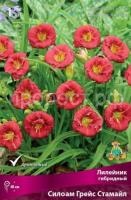 Лилейник гибридный Силоам Грейс Стамайл