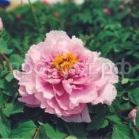 песня дождя