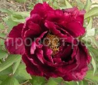 lПион красная королевская мантия