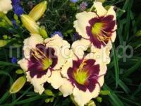 лилейникСелебрейшн ов Эйнджелз