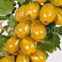 крыжовник русский желтый