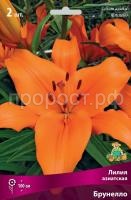 Лилия азиатская Брунелло