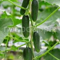 Огурец Бьерн F1 500 шт