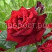 Без названия