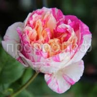 Без названия