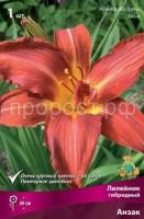 Лилейник гибридный Анзак