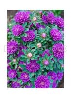 astra-kitajskaya-trubadur-fioletovyj-led