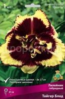 Лилейник гибридный Тайгер Блад