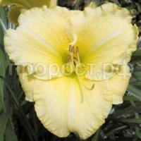 лилейник Айскеп