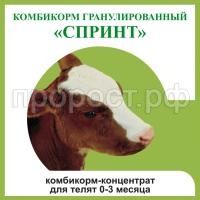 СПРИНТ СПРИНТ