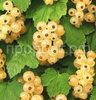 смородина белая кремовая