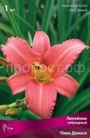 Лилейник гибридный Пинк Дамаск