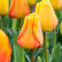 тюльпан блашинг апельдорн