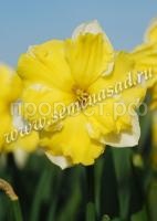 Нарцисс Бельканто Нарцисс Бельканто