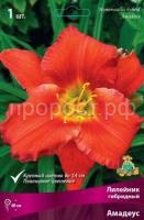 Лилейник гибридный Амадеус