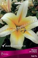 Лилия ОТ-Гибрид Хай Ти (14-16) 2шт 736202