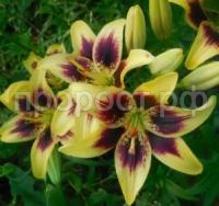 лилия пьетон