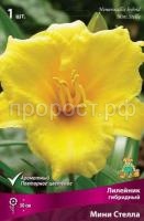 Лилейник гибридный Мини Стелла