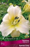 Лилейник гибридный Арктик Сноу_бордо